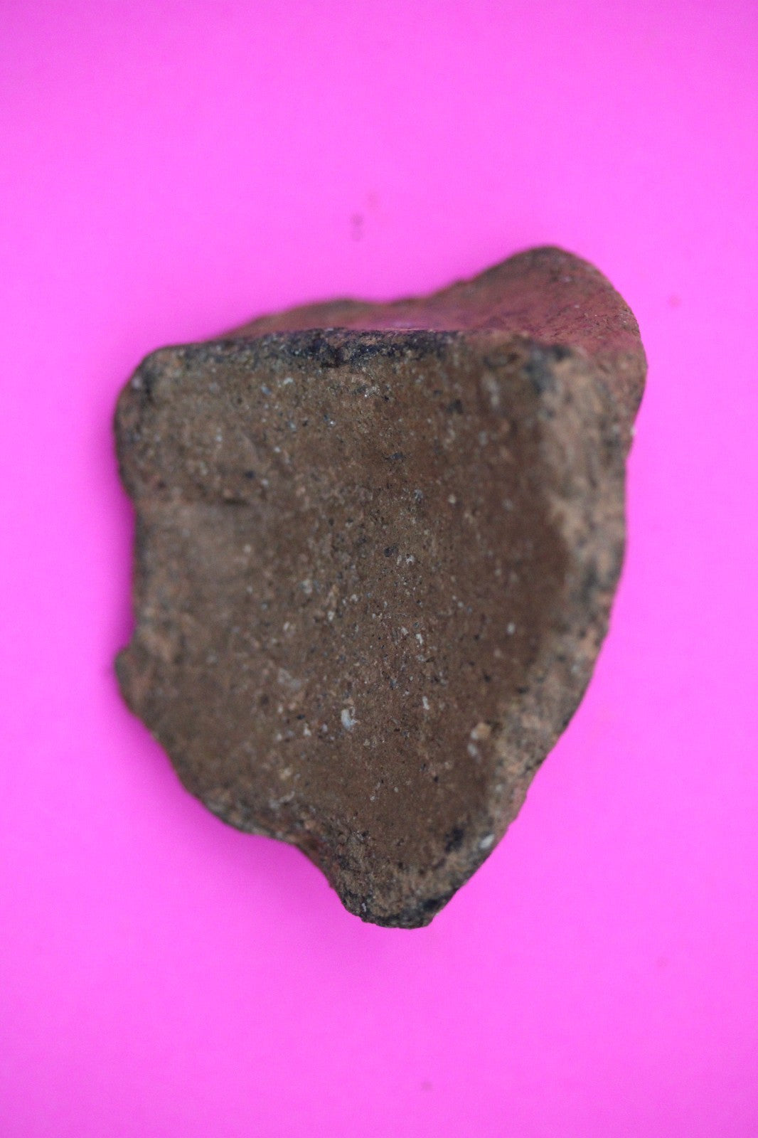 Puerto Rico Taino Pre Columbian Pottery Artifact FREE Display Case 1000AD COA 16