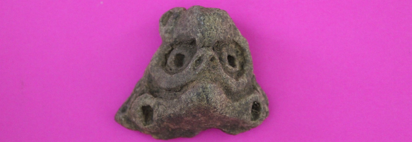 Puerto Rico Taino Pre Columbian Pottery Artifact FREE Display Case 1000AD COA 67