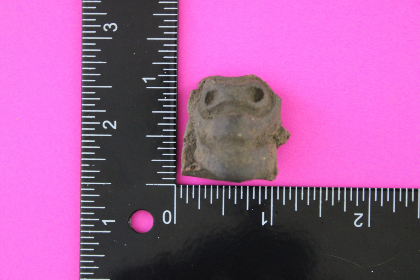 Puerto Rico Taino Pre Columbian Pottery Artifact FREE Display Case 1000AD COA 92