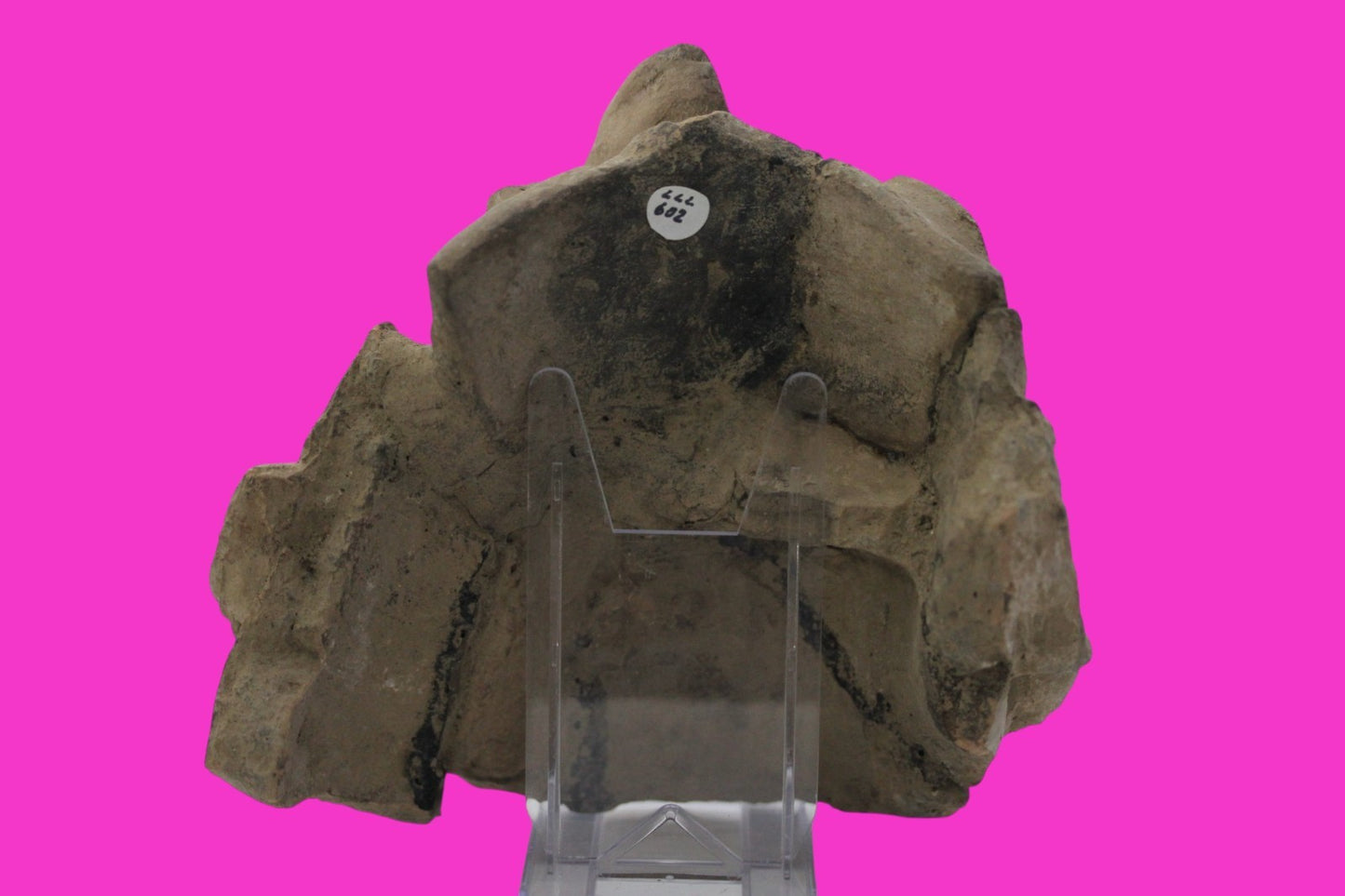 Pre Columbian Artifact Authentic Big Face Ornament Colima Mexico 200 BC COA J104