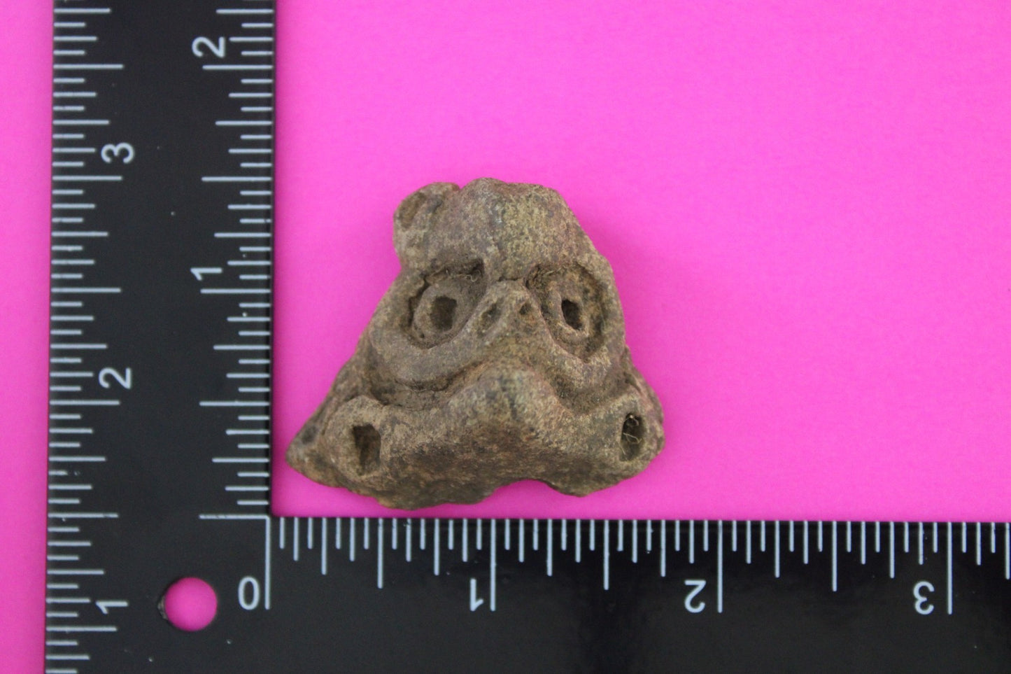 Puerto Rico Taino Pre Columbian Pottery Artifact FREE Display Case 1000AD COA 67