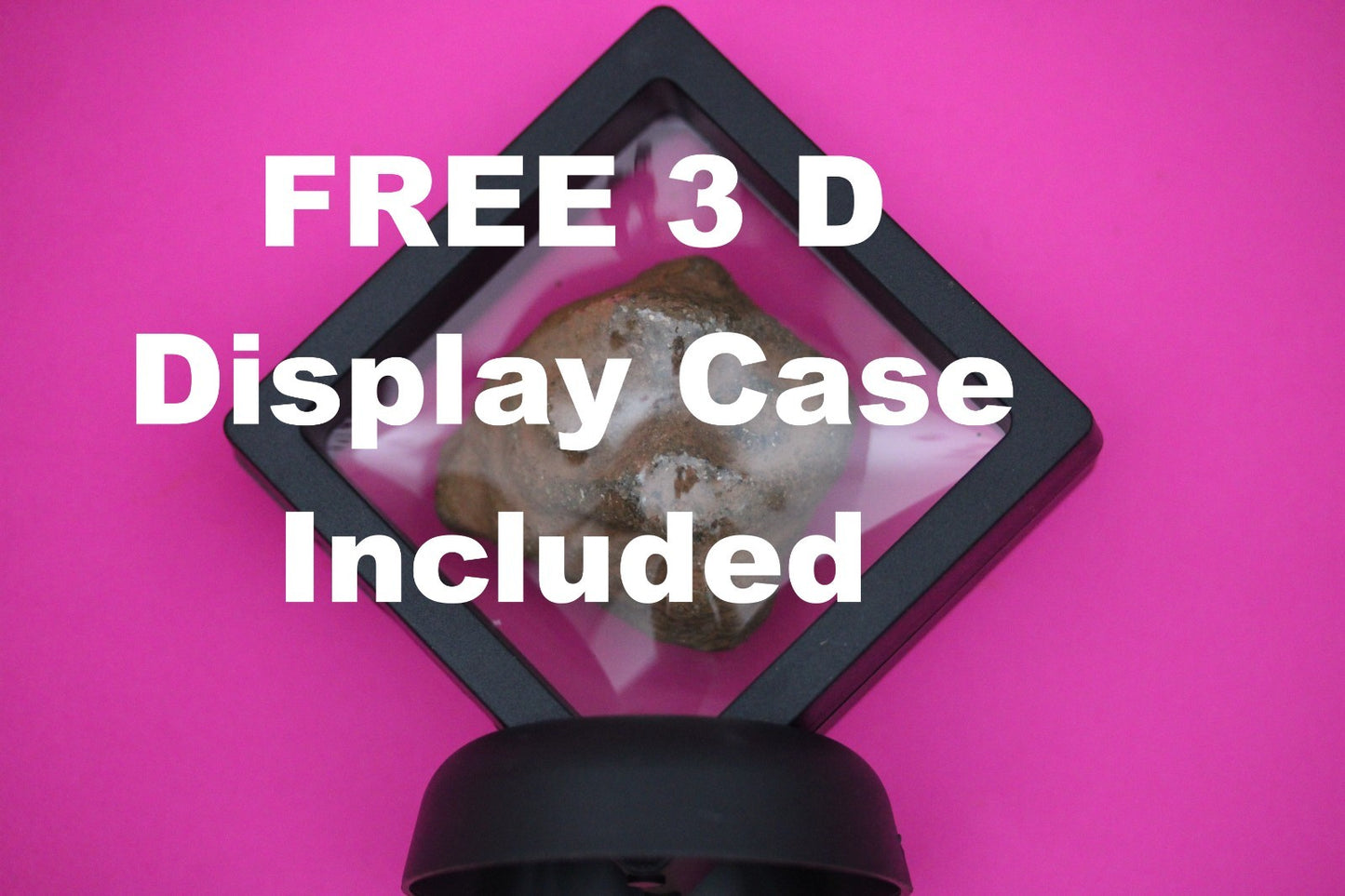 Puerto Rico Taino Pre Columbian Pottery Artifact FREE Display Case 1000AD COA 56