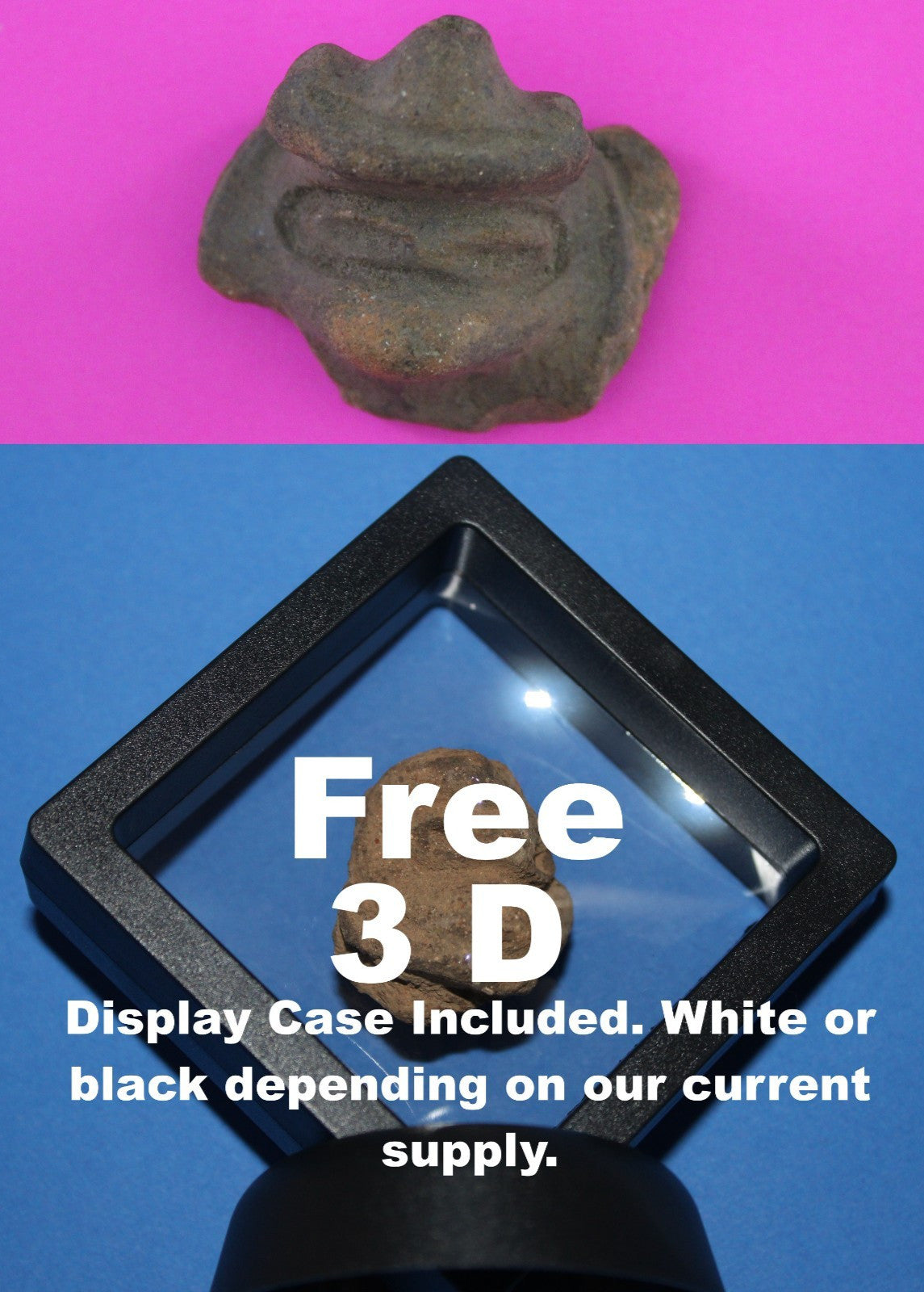 Puerto Rico Taino Pre Columbian Pottery Artifact FREE Display Case 1000AD COA 64