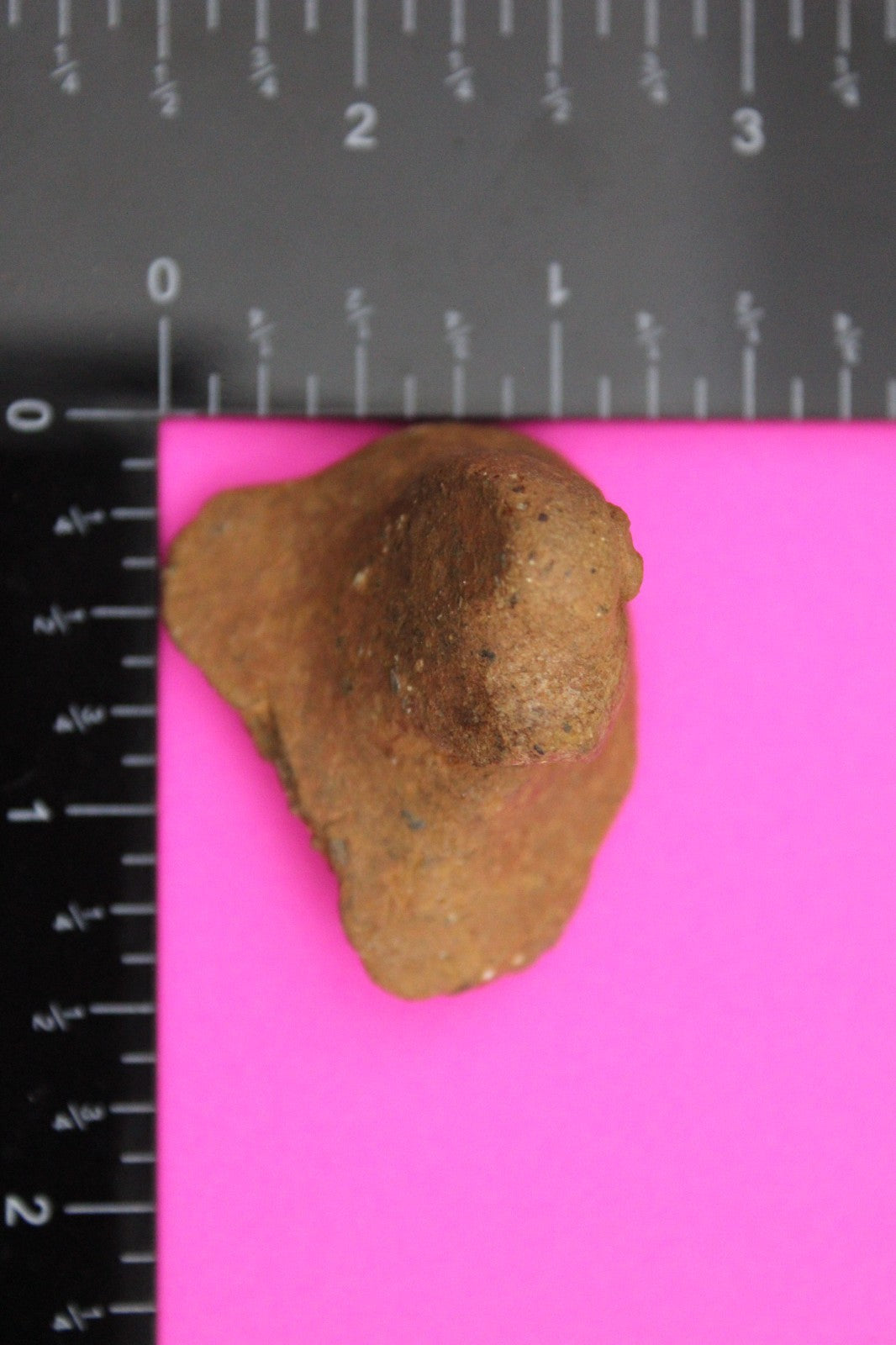 Puerto Rico Taino Pre Columbia Pottery Artifact FREE Display Case 1000 AD COA 41