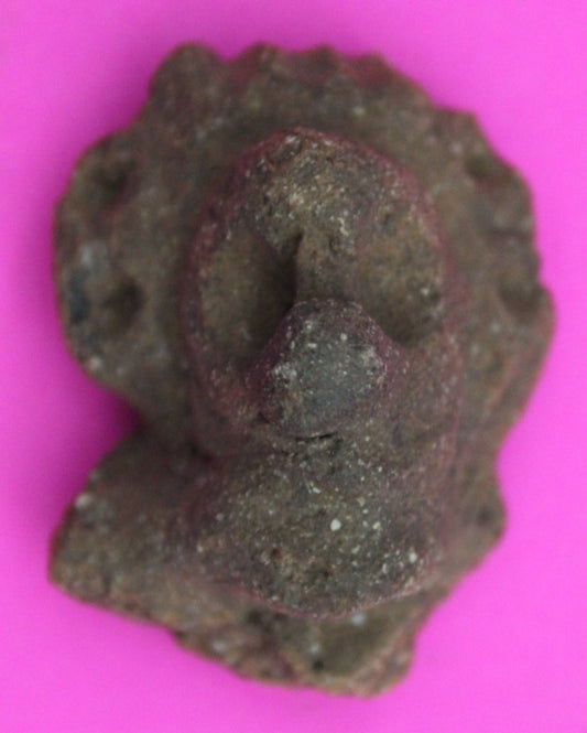 Puerto Rico Taino Pre Columbian Pottery Artifact FREE Display Case 1000AD COA 18