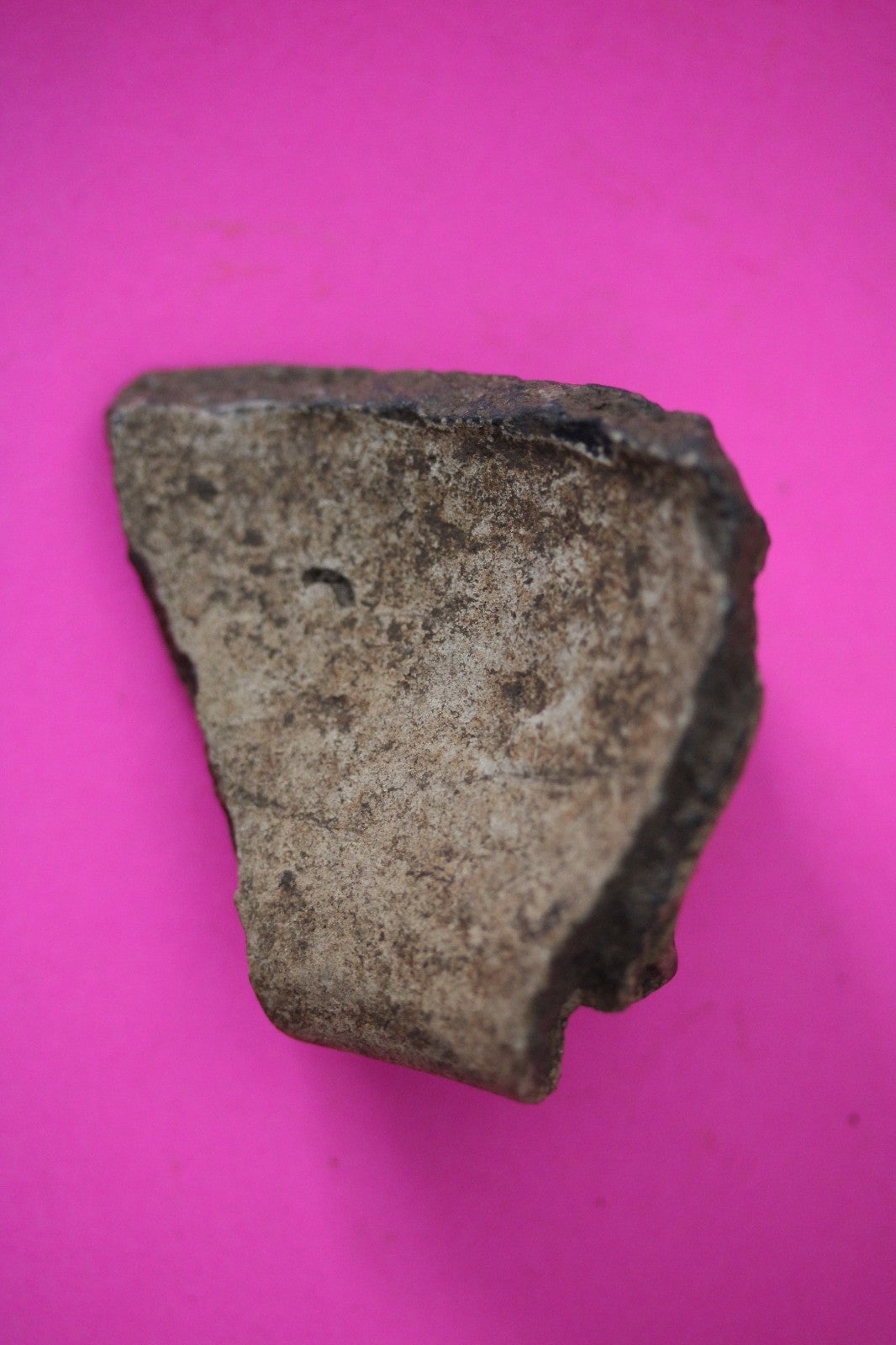 Puerto Rico Taino Pre Columbian Pottery Artifact FREE Display Case 1000AD COA 13