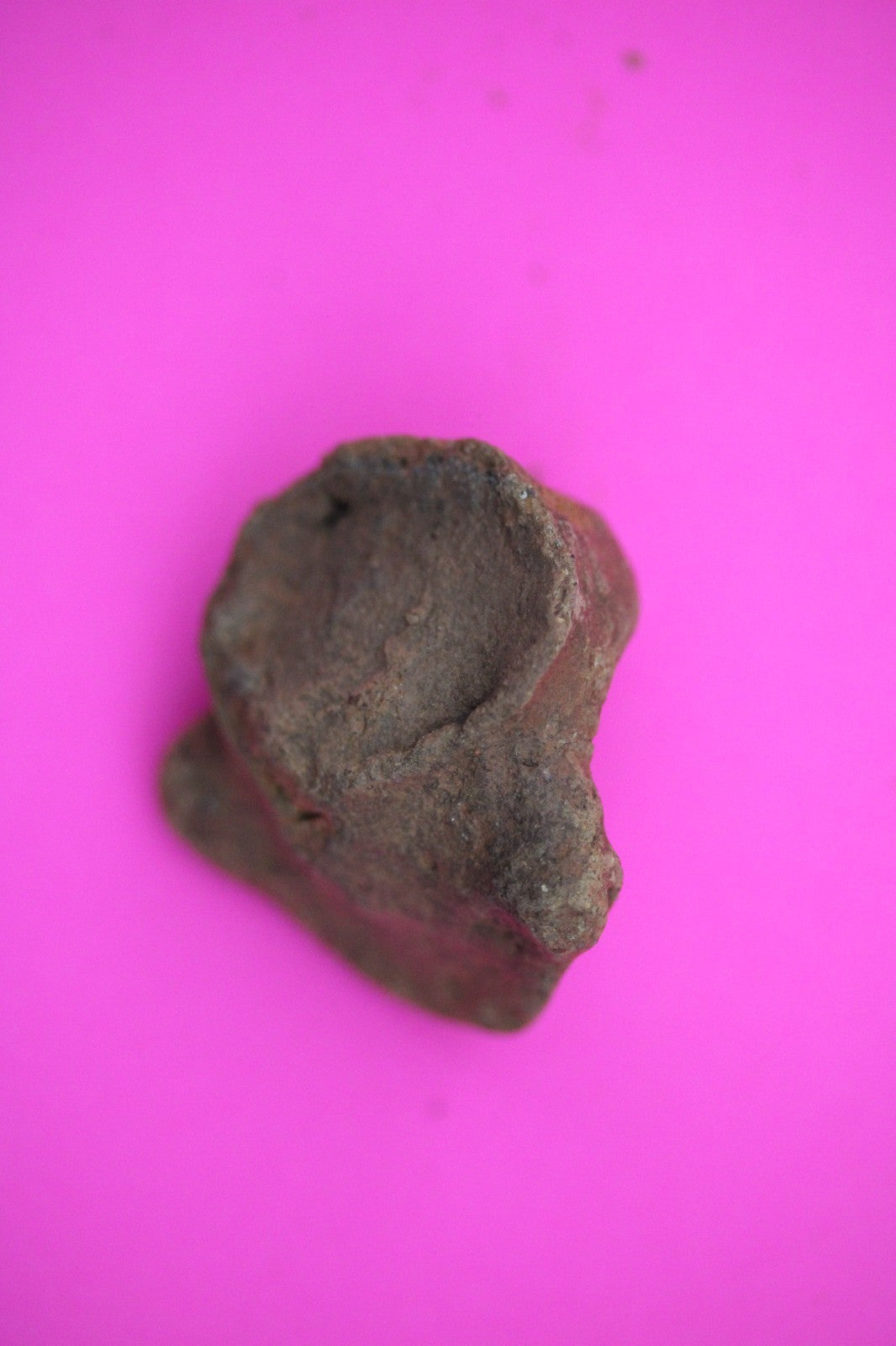 Puerto Rico Taino Pre Columbian Pottery Artifact FREE Display Case 1000AD COA 07