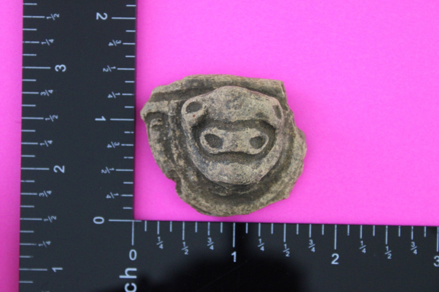 Puerto Rico Taino Pre Columbian Pottery Artifact FREE Display Case 1000AD COA 95