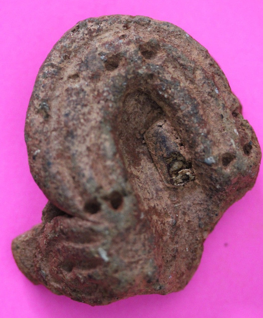 Puerto Rico Taino Pre Columbian Pottery Artifact FREE Display Case 1000AD COA 43