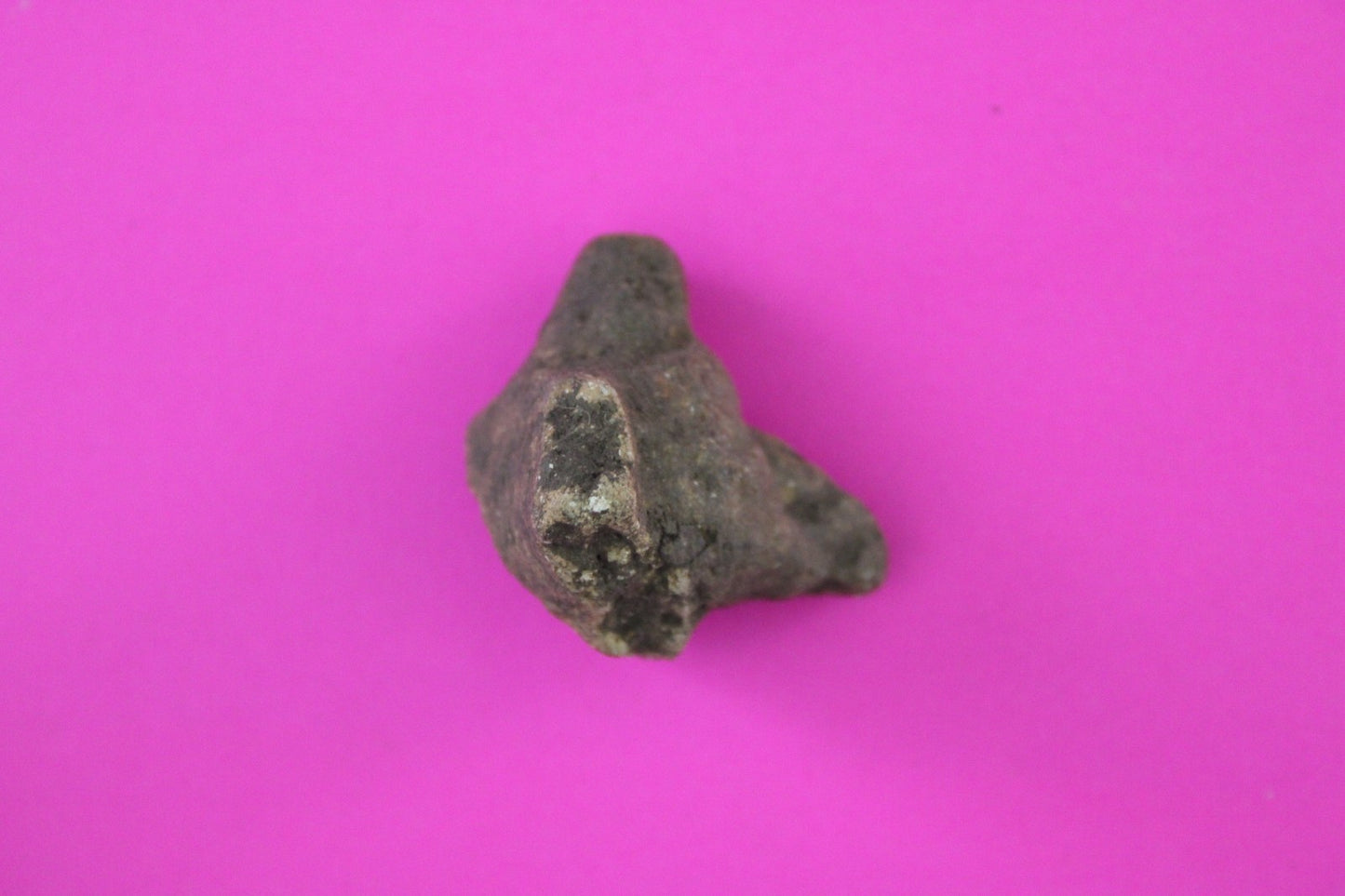 Puerto Rico Taino Pre Columbian Pottery Artifact FREE Display Case 1000AD COA 71