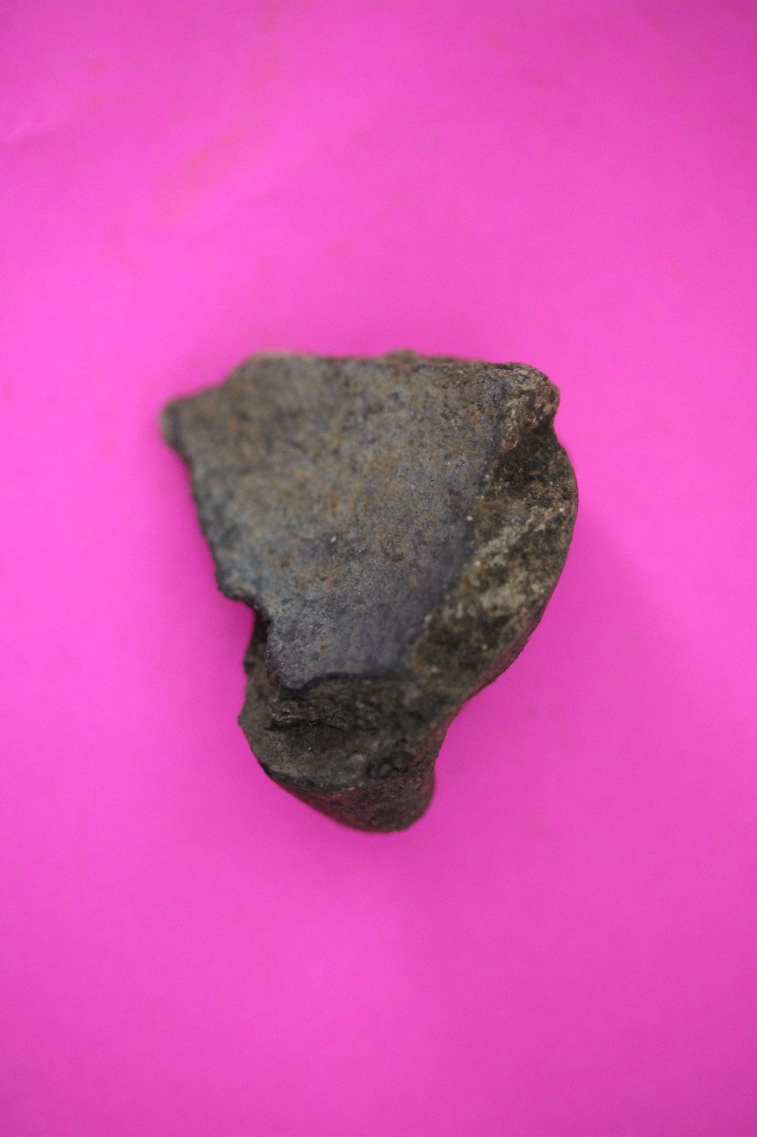 Puerto Rico Taino Pre Columbian Pottery Artifact FREE Display Case 1000AD COA 39