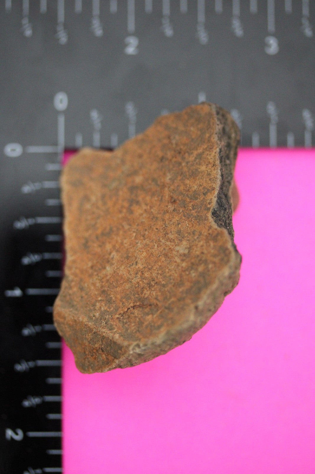 Puerto Rico Taino Pre Columbian Pottery Artifact FREE Display Case 1000AD COA 34