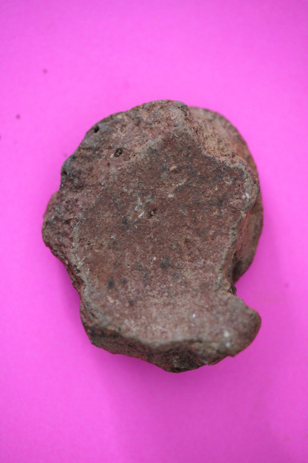 Puerto Rico Taino Pre Columbian Pottery Artifact FREE Display Case 1000AD COA 43