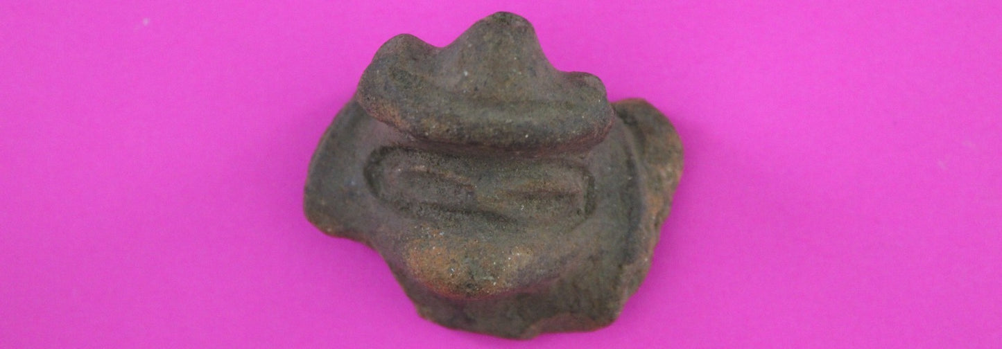 Puerto Rico Taino Pre Columbian Pottery Artifact FREE Display Case 1000AD COA 64